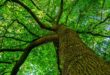 Les nanoplastiques s’accumulent jusque dans le feuillage des arbres, révèle une étude