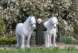 Elizabeth II a 96 ans : un anniversaire en solitaire