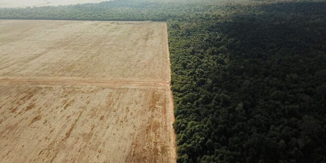 Un tiers de la forêt amazonienne dégradée par l’activité humaine