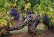 Des chercheurs retracent la saga de la domestication de la vigne