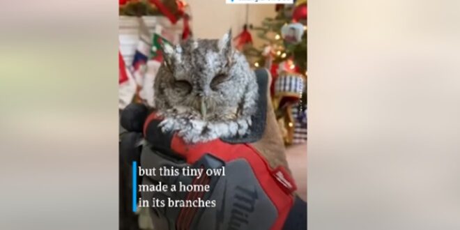 États-Unis. Un petit hibou découvert dans le sapin de Noël d’une famille américaine.. Vidéo